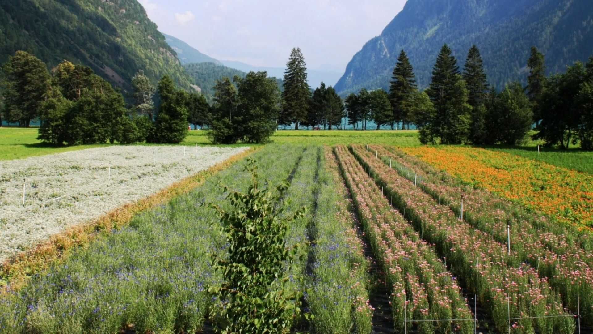 Valposchiavo, la valle 100% Bio